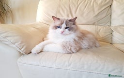 Ragdoll cats for sale: GORGEUS RAGDOLL KITTENS FOR SALE - Image 14