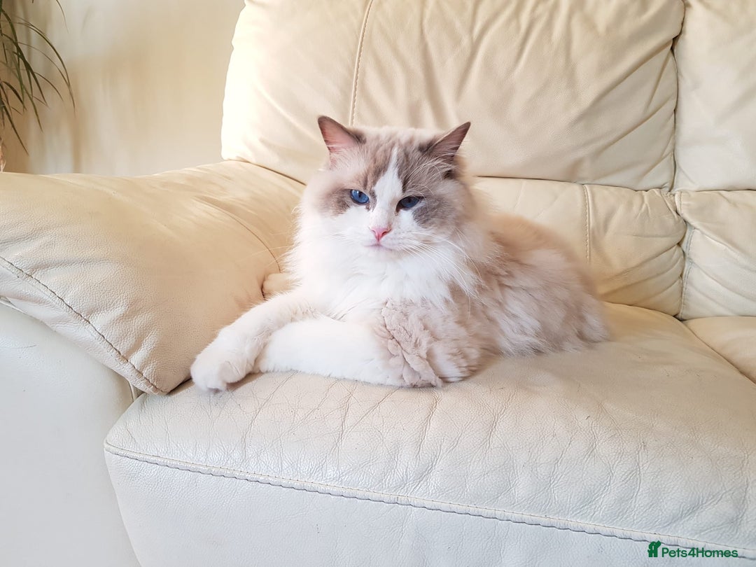 Ragdoll cats for sale: GORGEUS RAGDOLL KITTENS FOR SALE - Image 14
