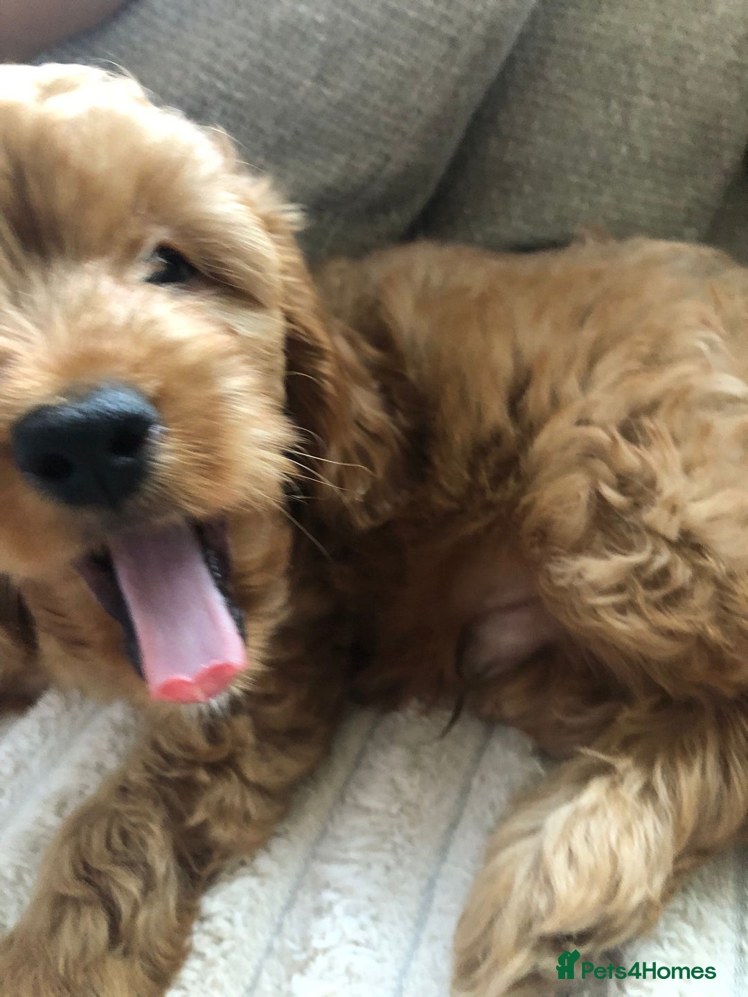 Cockapoo dogs for sale: 🐾Stunning F1b Toy Cockapoo Toy Poodle Puppies 🐾  - Image 16