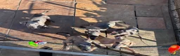 Whippet dogs for sale: 5 beautiful whippet puppies - Advert 6