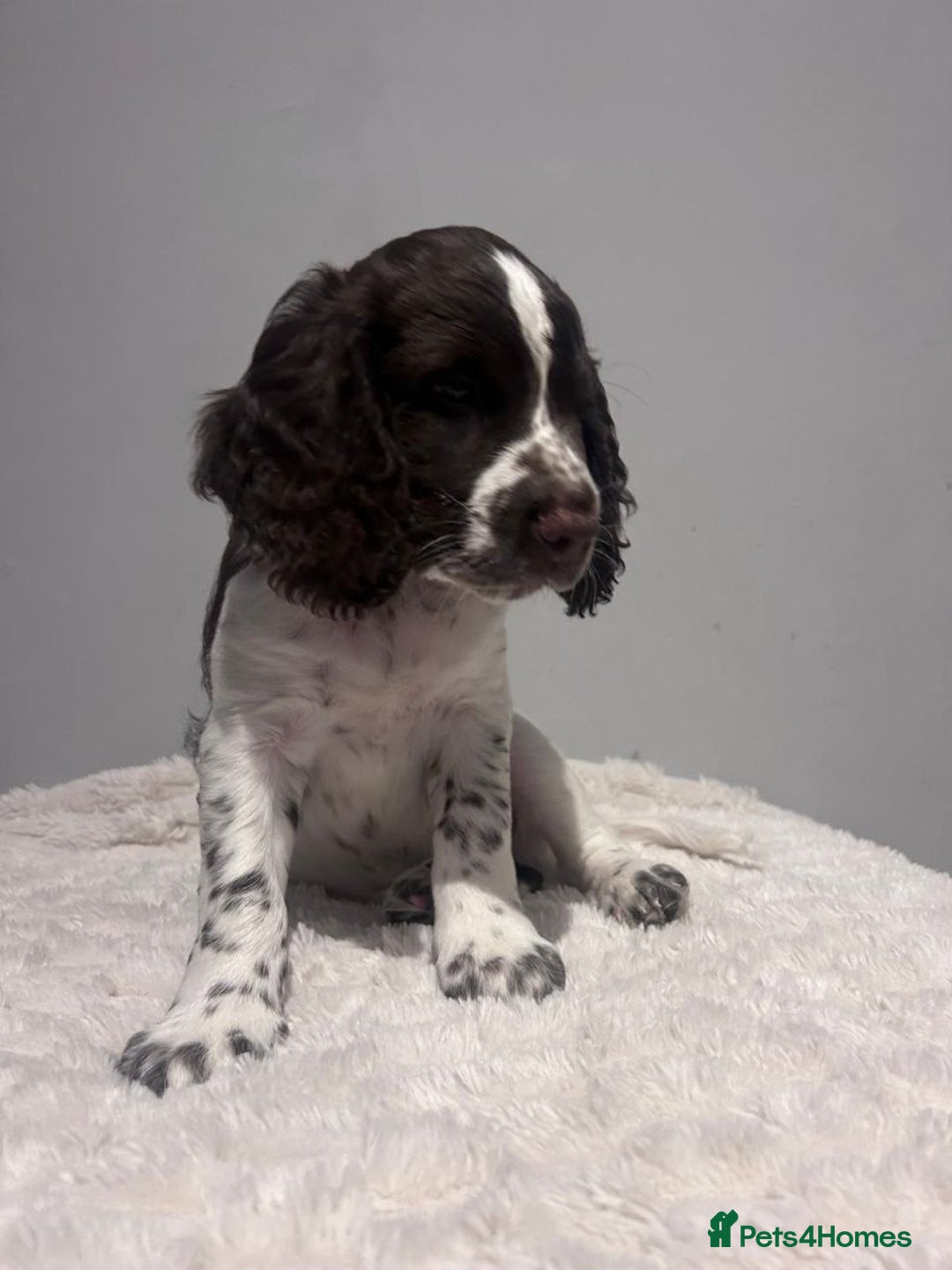 Sprocker dogs for sale: Lovely Sprocker Puppies - Advert 9