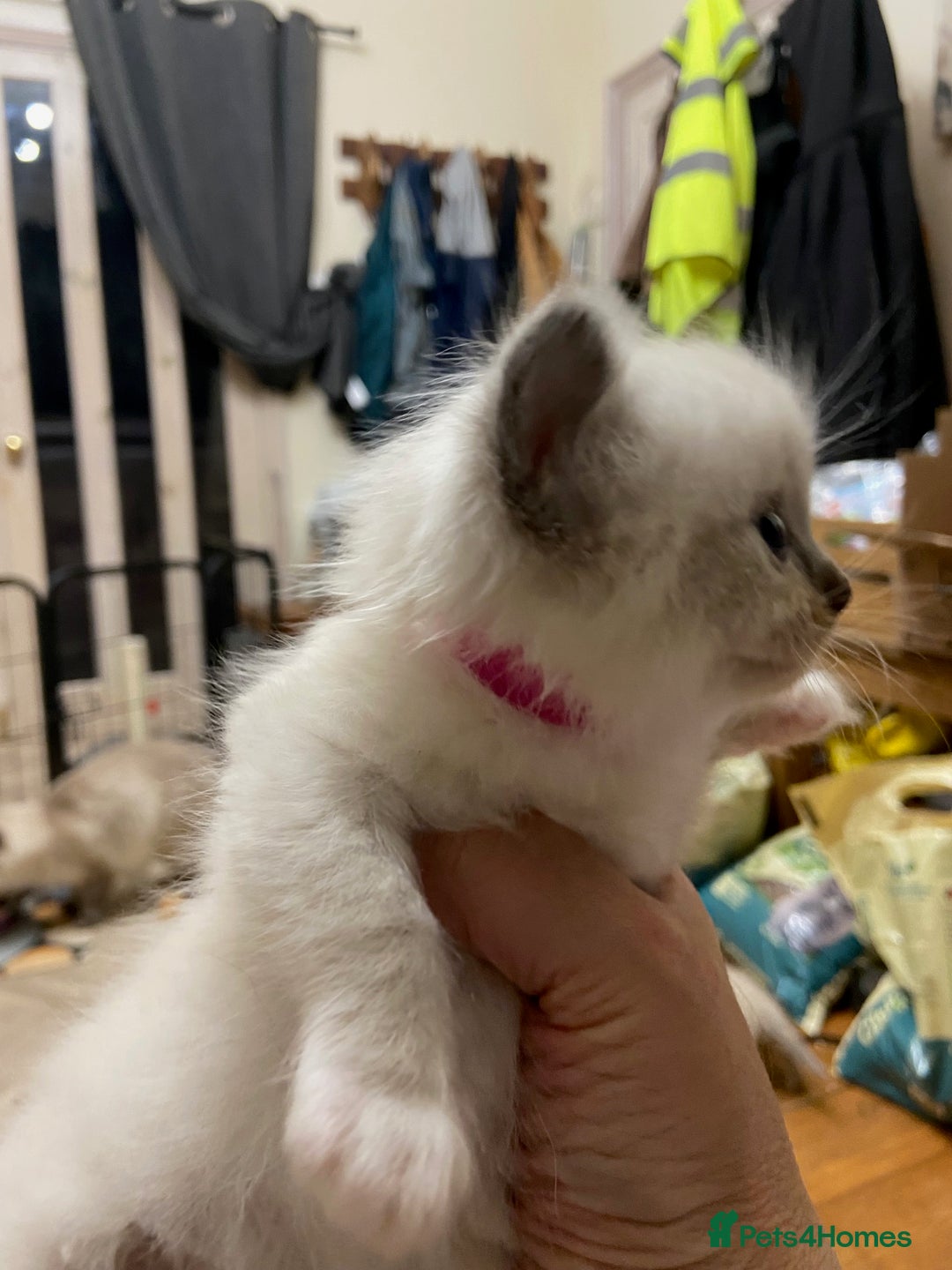 Ragdoll cats for sale: Beautiful Blue Point Ragdoll kittens - Image 5