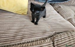Domestic Shorthair cats for sale: 3 black kittens - Image 1