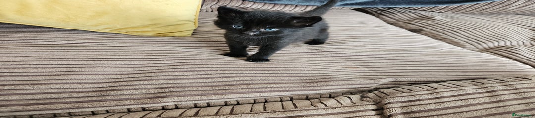 Domestic Shorthair Kitten 1