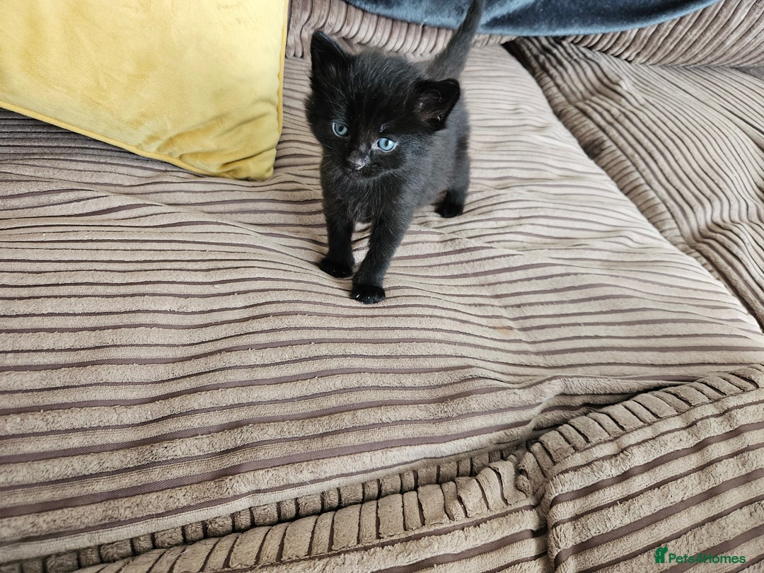Domestic Shorthair cats for sale: 3 black kittens - Image 1