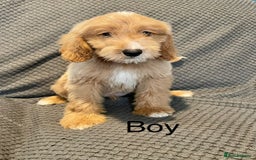 Cockapoo dogs for sale: Cockapoo Puppies F1  - Image 7