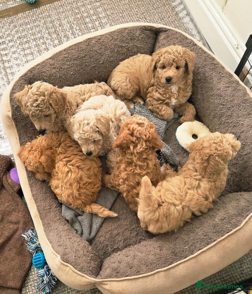 Cavapoochon dogs for sale: ONLY 2 LEFT - CAVAPOOCHON LITTER - Advert 24