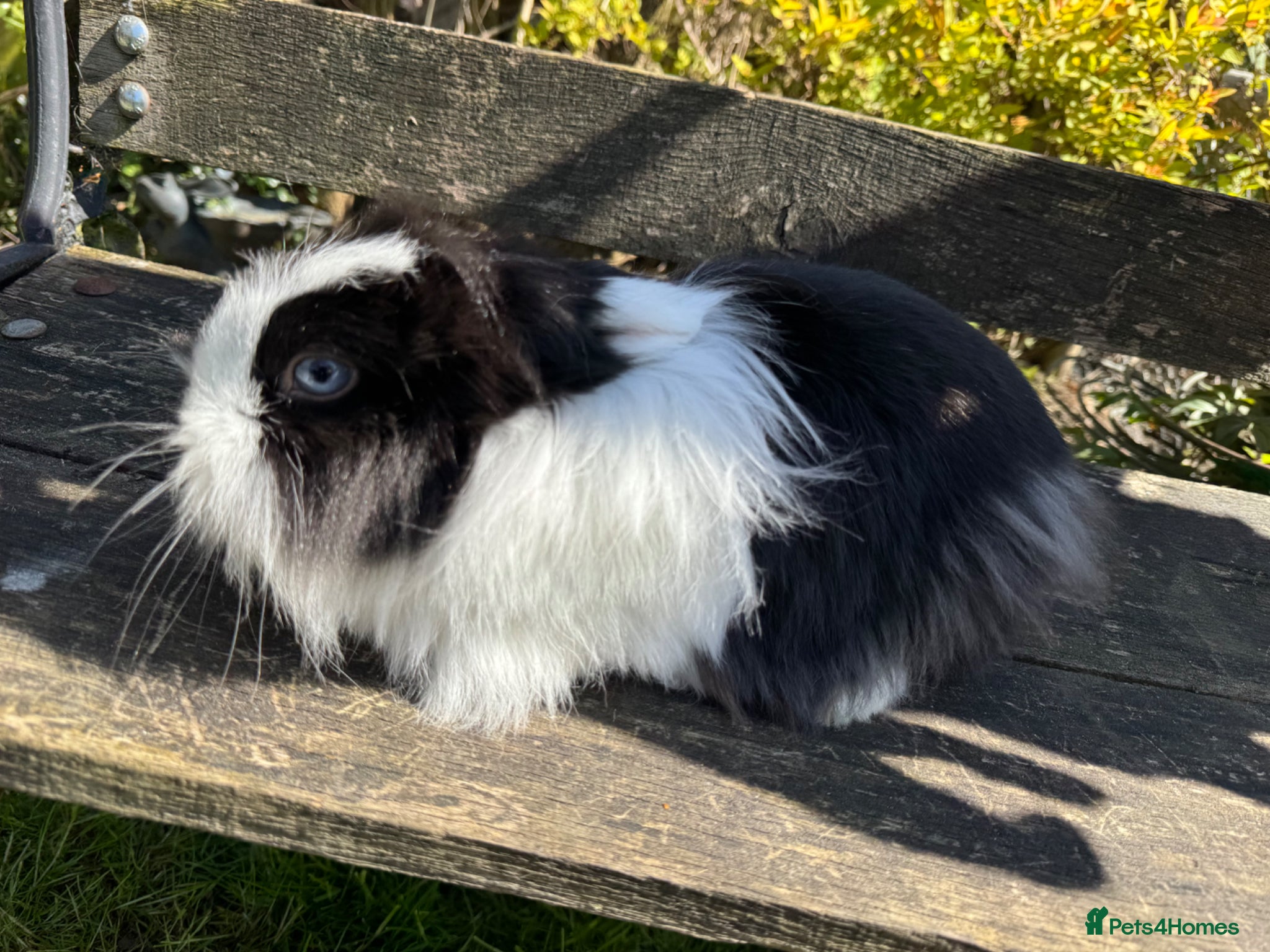 Mini Lop rabbits Beautiful  lionlops Ready now . 10 weeks olds  - Advert 2