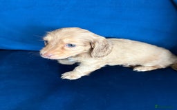 Dachshund dogs for sale: Miniature long haired dachshund pups KC registered - Image 9