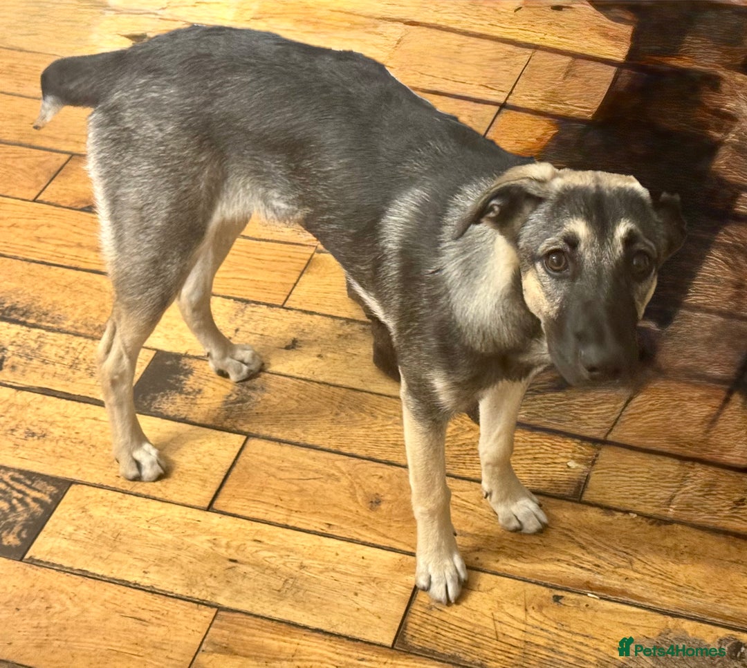 Mixed Breed dogs for sale: Belgian X Collie, 4 beautiful girls, 6 months old  - Image 9