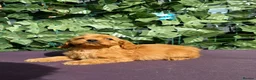 Cavapoo dogs for sale: dna clear f1 red cavapoo puppies , FAMILY REARED in Alford - Advert 8