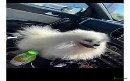 Pomeranian dogs for sale: Teddy Faced Pomeranian Puppy - Image 4