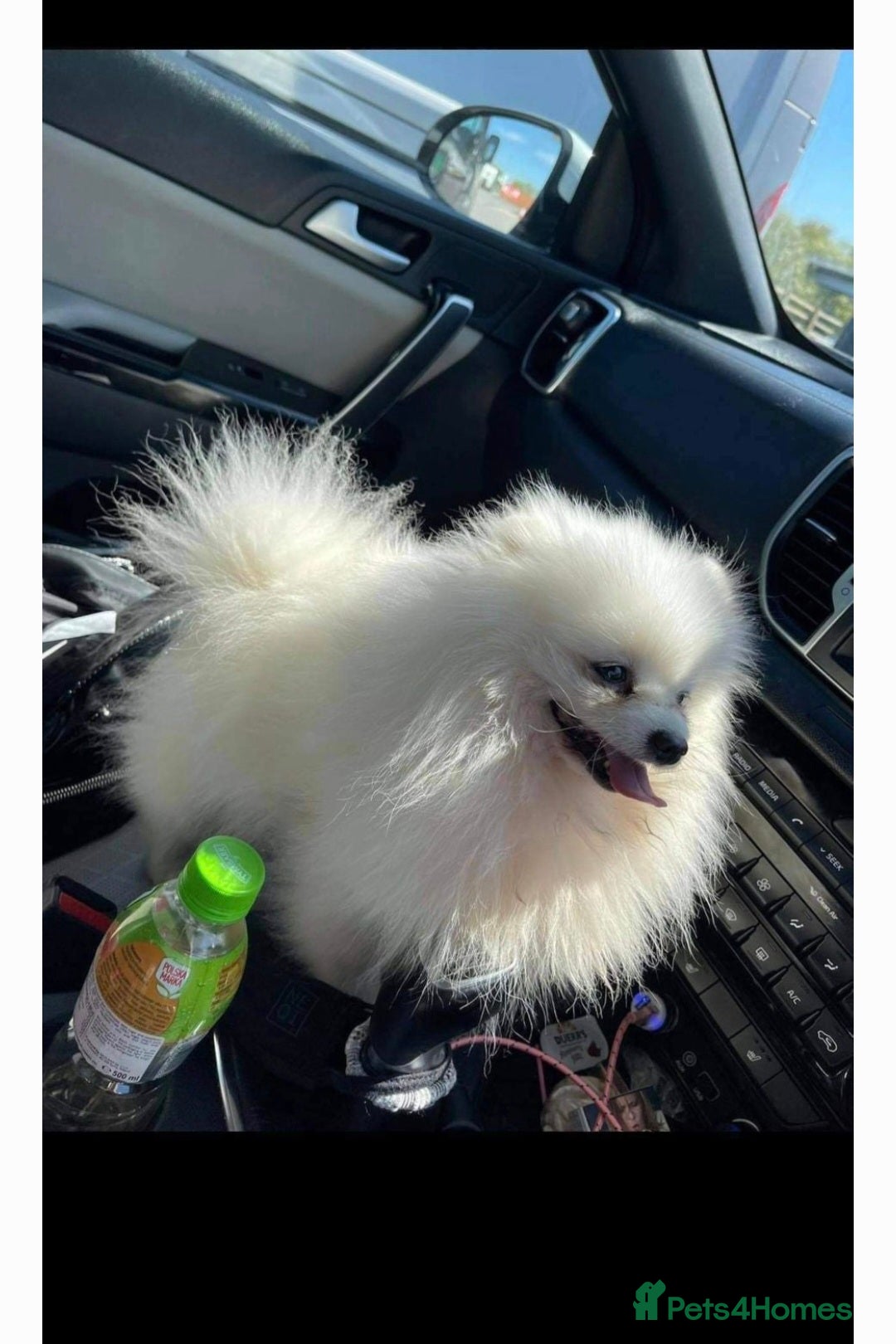 Pomeranian dogs for sale: Teddy Faced Pomeranian Puppy - Image 4