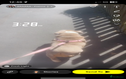 English Bulldog dogs for sale: Zsa Zsa British bulldog  - Image 3