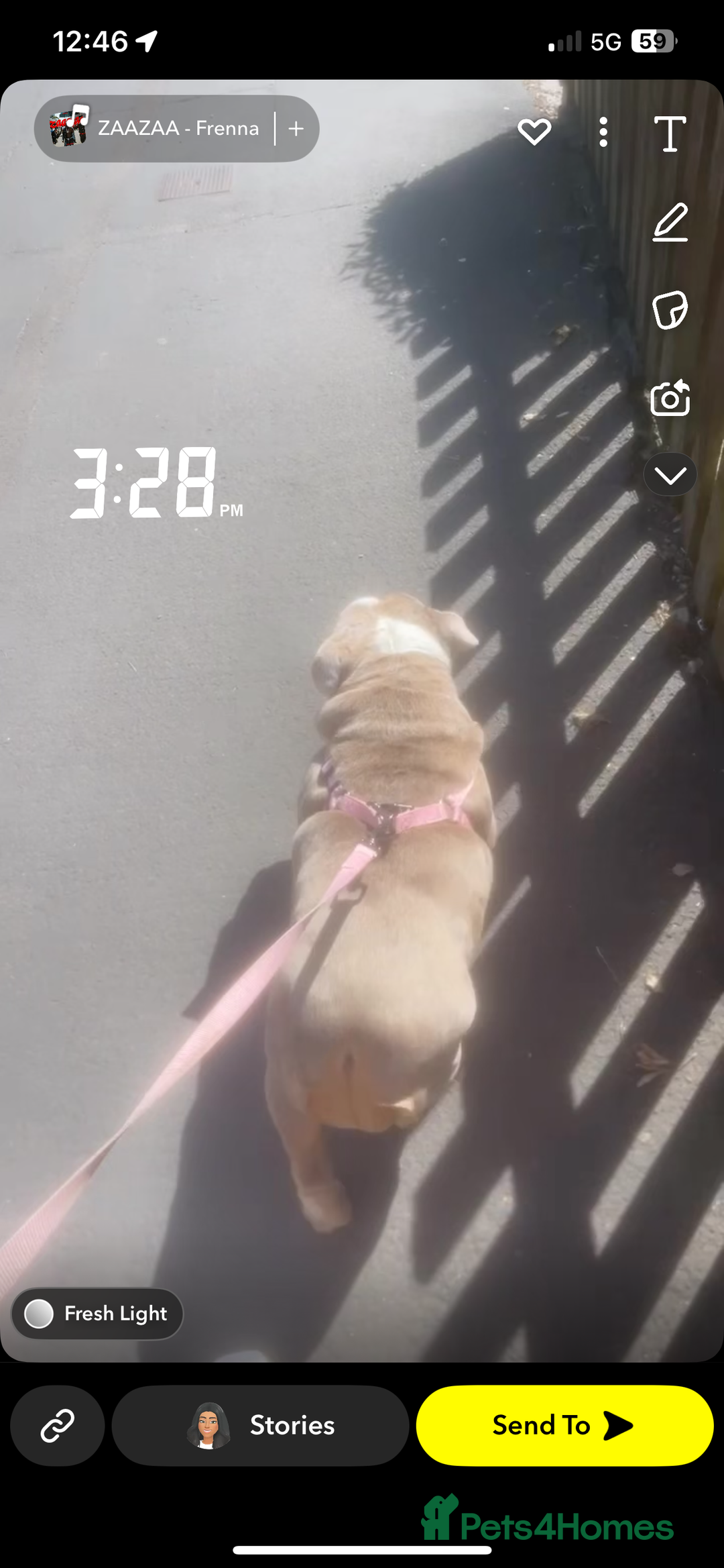 English Bulldog dogs for sale: Zsa Zsa British bulldog  - Image 3