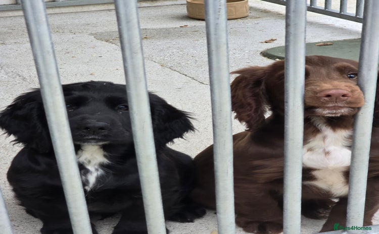 Sprocker dogs - Advert 4