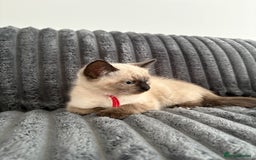 Ragdoll cats for sale: 2 Ragdoll Kittens left 🐾🤍 READY TO LEAVE NOW! - Image 30