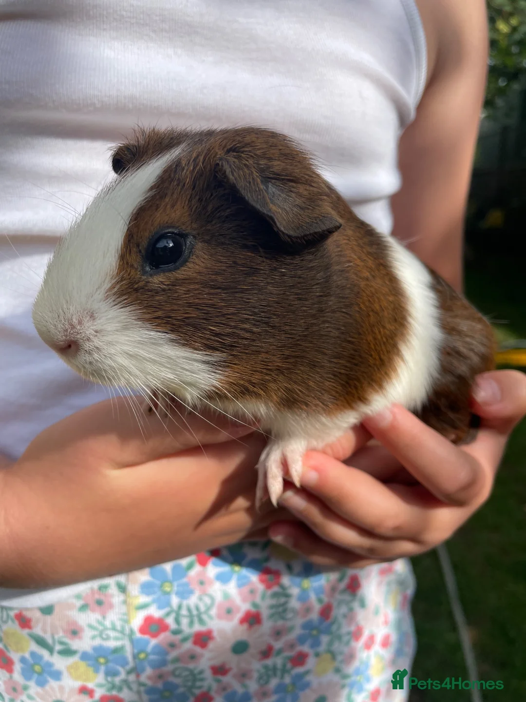 Guinea Pig rodents for sale: Lovely baby guinea pig for sale in Oxford - Advert 1