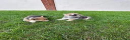 Welsh Corgi Pembroke dogs for sale: Welsh Pembroke corgi - Advert 13