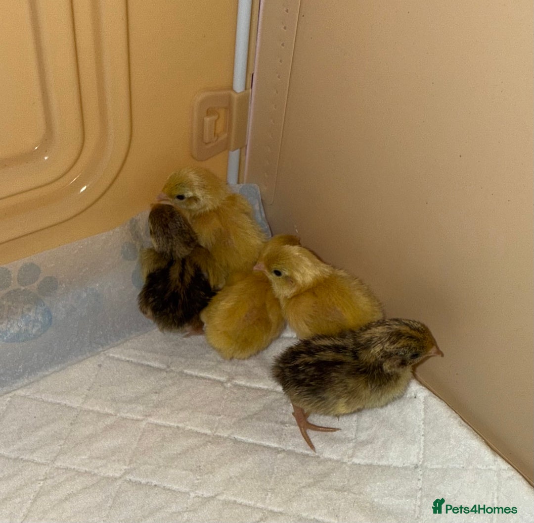 Quail poultry for sale: 2 day old quails £20 for all 5  - Image 2