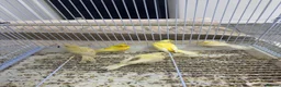 Canaries birds for sale: 5 Young Canaries – 4 Months Old – £25 Each Unsexed - Advert 3