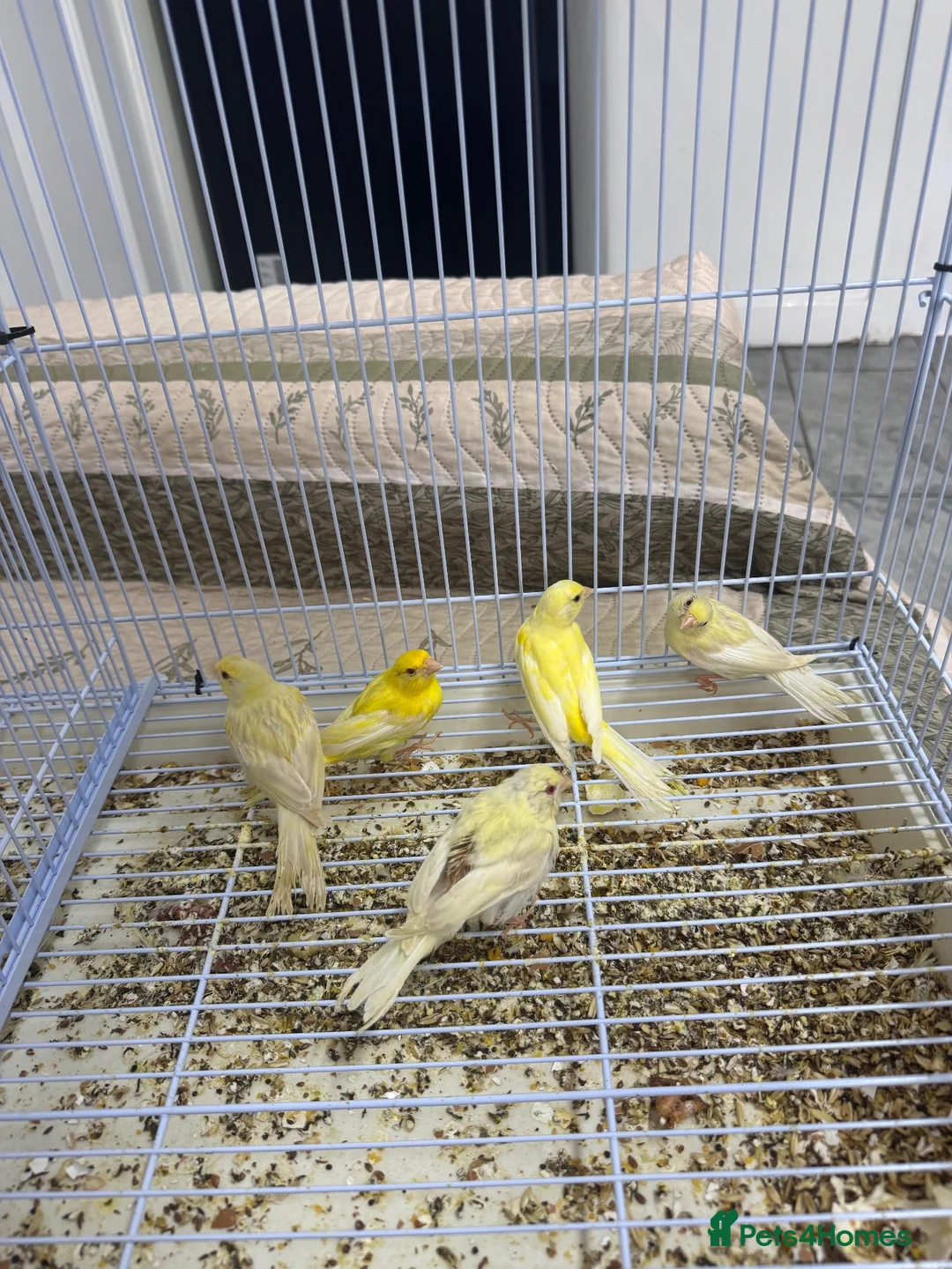 Canaries birds for sale: 5 Young Canaries – 4 Months Old – £25 Each Unsexed - Advert 3