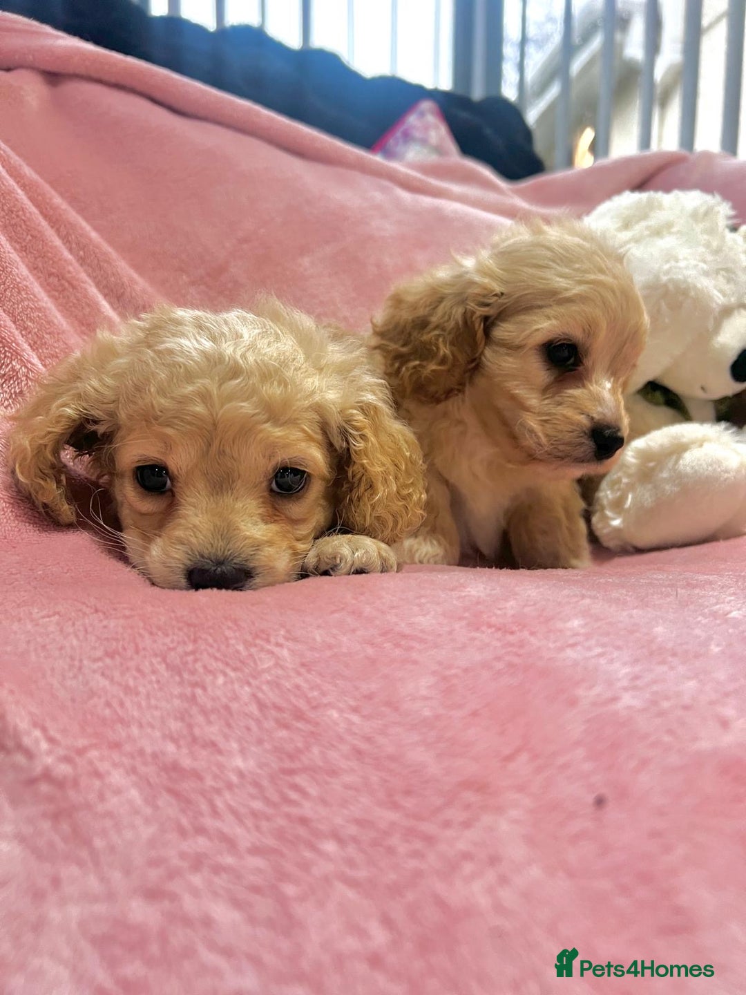 Cockapoo dogs for sale: Tiny cockerpoo pups - Advert 25