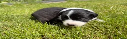 Mixed Breed dogs for sale: ✨ Beautiful Border Aussie Puppies ✨ - Advert 3