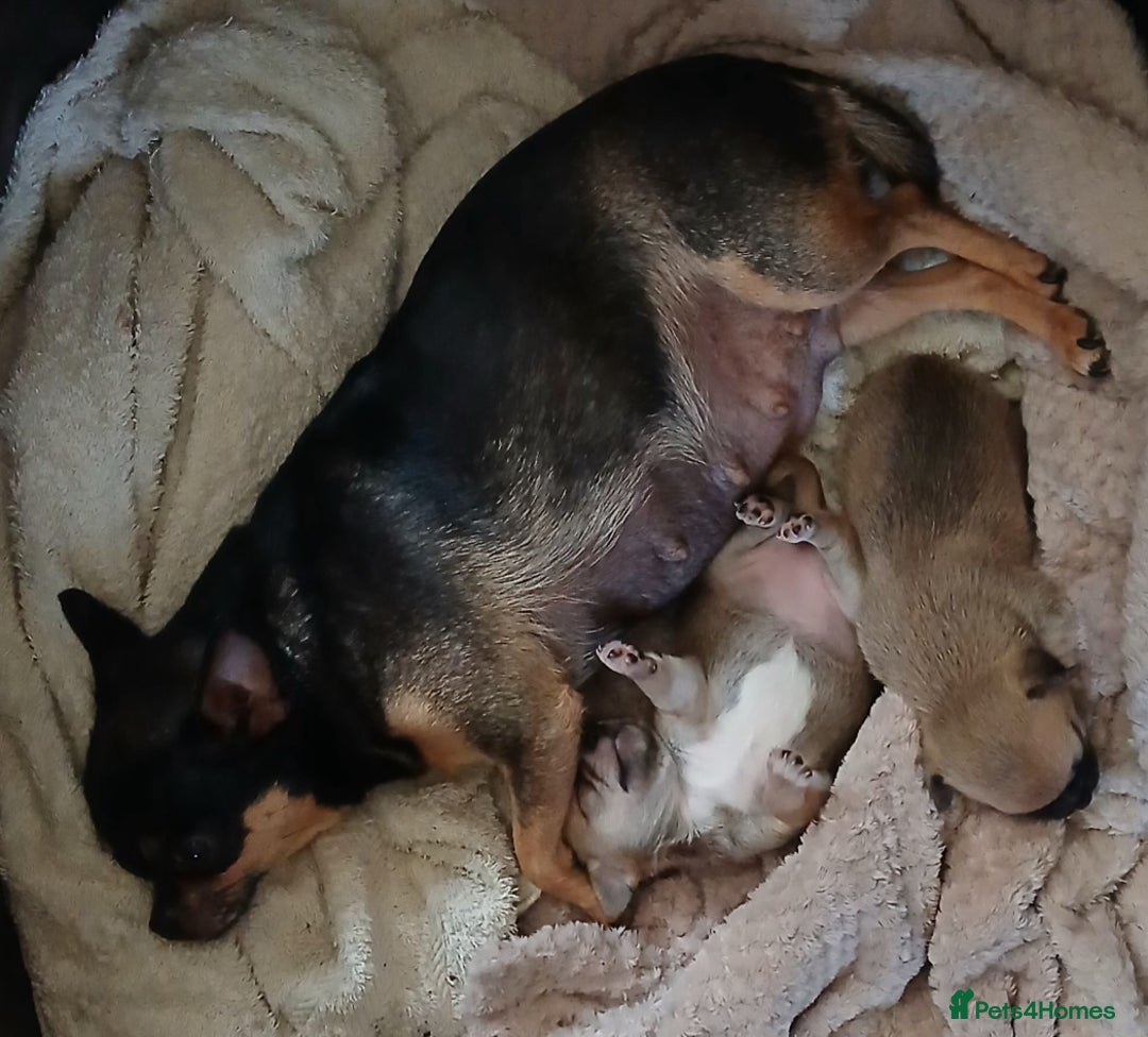 Chihuahua dogs for sale: Super tiny chihuahua girls for sale - Image 4