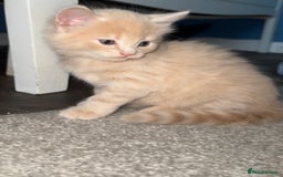 Mixed Breed cats for sale: Two beautiful kittens for sale  - Image 2