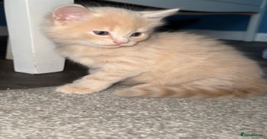 Mixed Breed cats - Advert 1