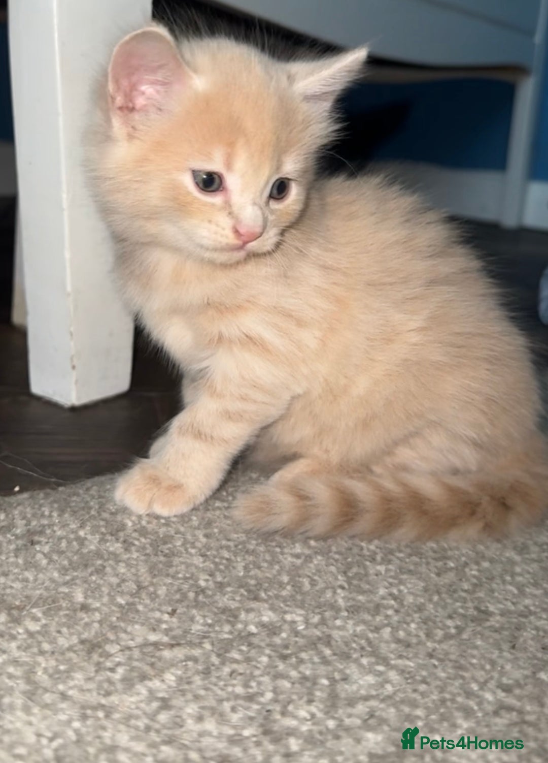Mixed Breed cats for sale: Two beautiful kittens for sale  - Image 2