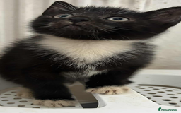 Mixed Breed cats for sale: Beautiful half Siamese Kitten - Image 3