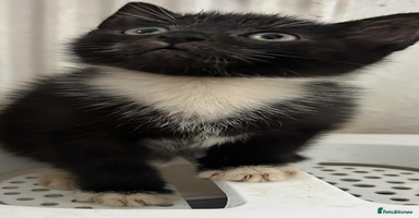 Mixed Breed cats - Advert 5