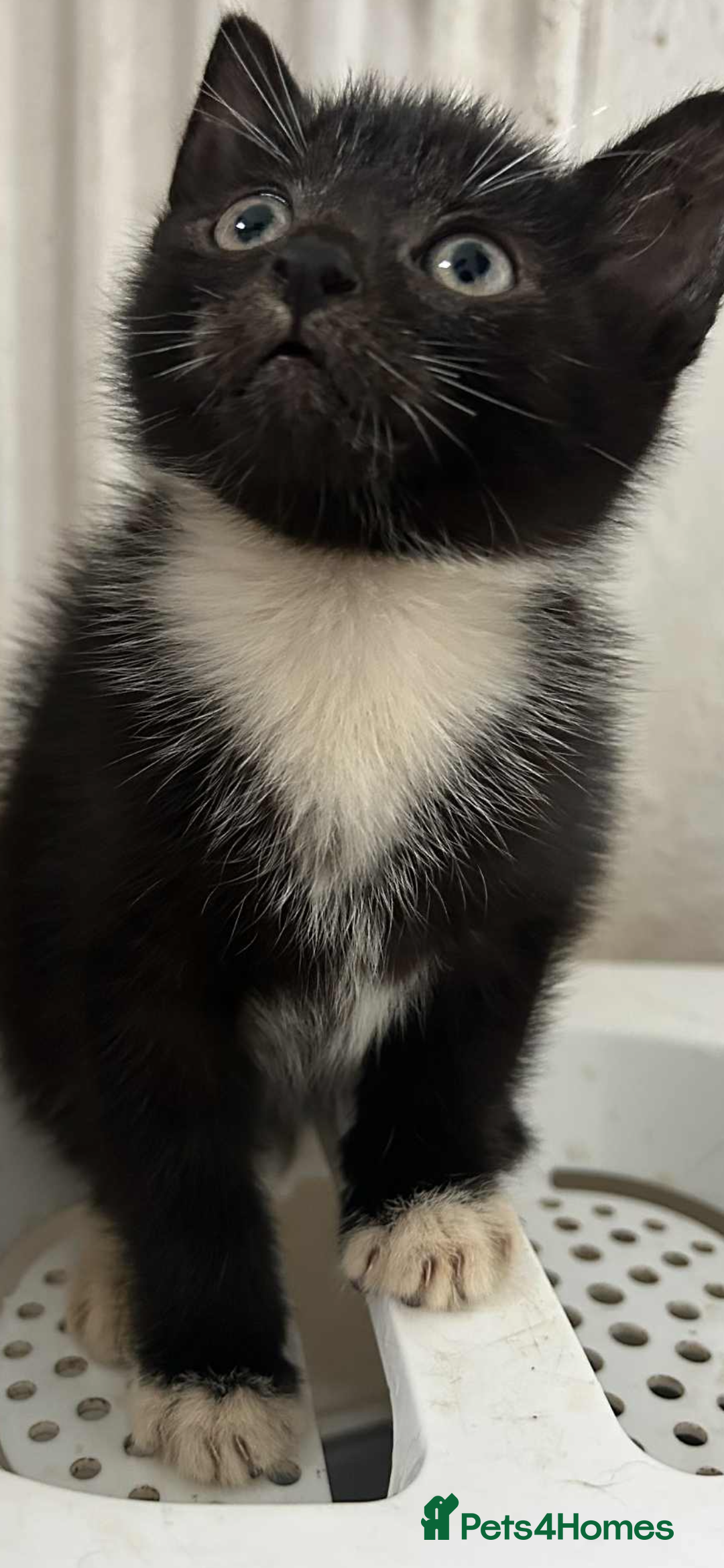 Mixed Breed cats for sale: Beautiful half Siamese Kitten - Image 3