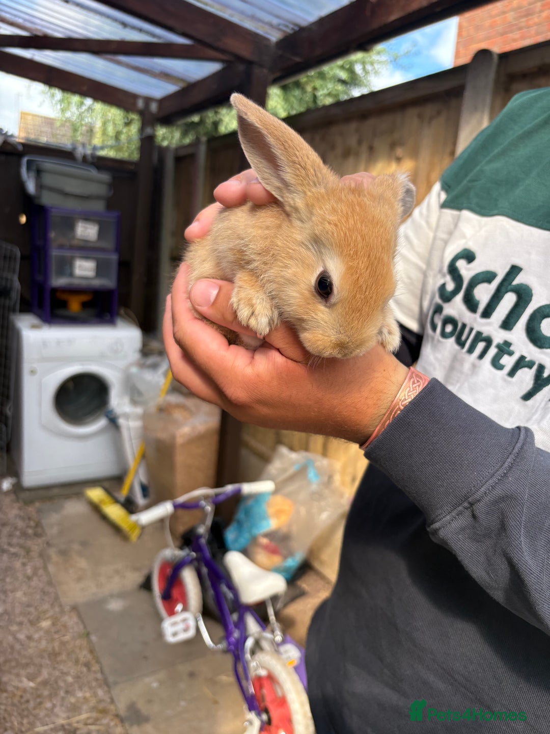Rex rabbits for sale: Rex cross Mini Lop  - Image 10