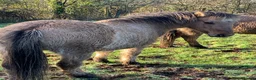 Dartmoor horses for sale: Dun ponies  - Advert 6