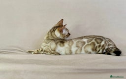 Bengal cats for sale: 🐾PUREBRED Active for breed Bengal girl🐾  - Image 7