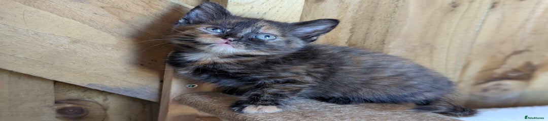 Tortie Poly Girl 2