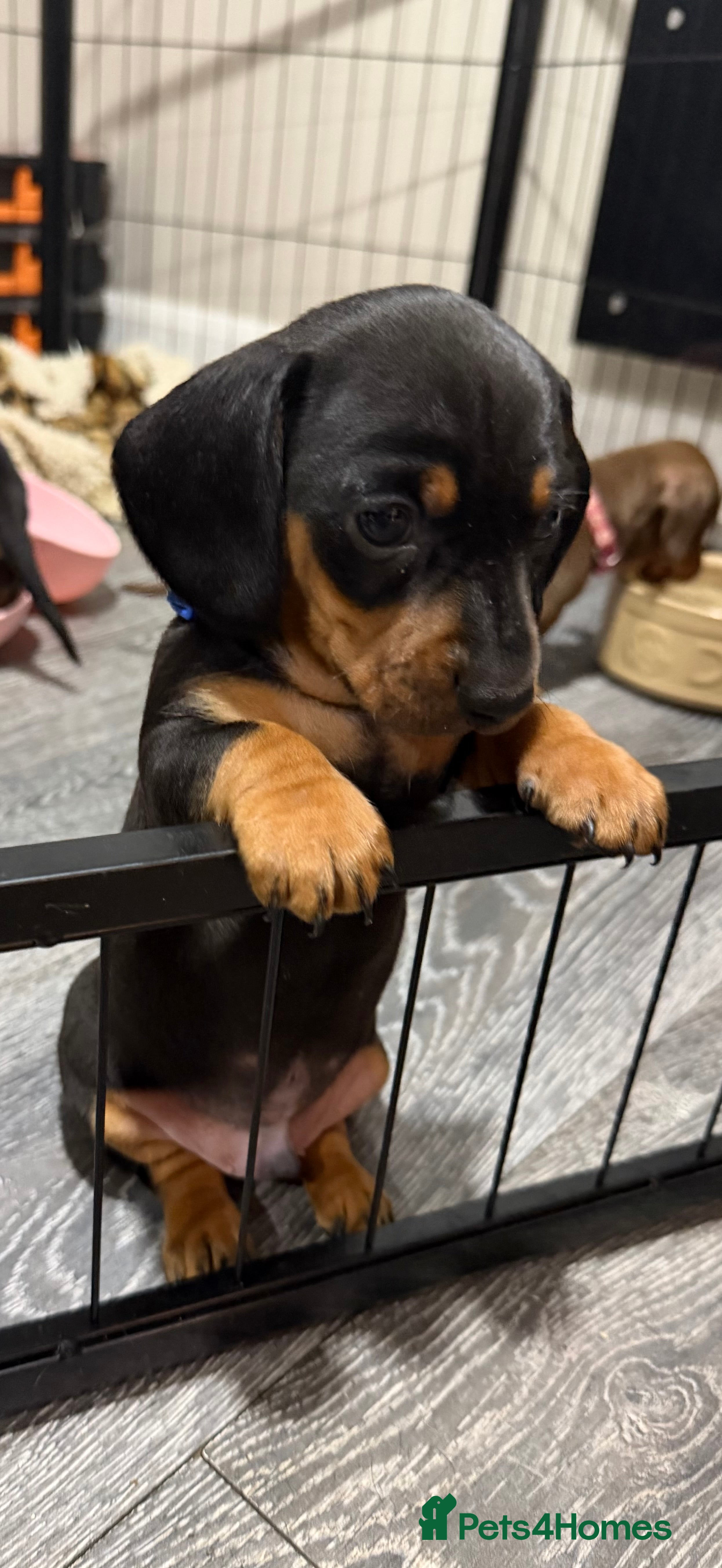 Miniature Dachshund dogs Miniature Dachshund Puppies - Advert 6