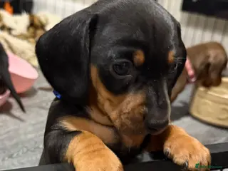 Miniature Dachshund dogs Miniature Dachshund Puppies - Advert 6