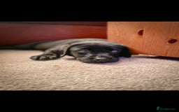 Labrador Retriever dogs for sale: KC Reg Labrador Puppies - Therapy Dog Mum - Image 10