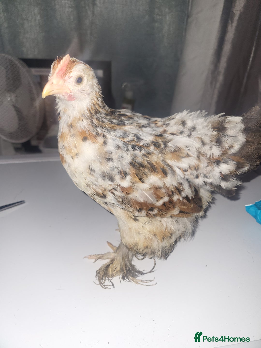 Chickens poultry for sale: Beautiful unsexed batam chickens - Advert 3