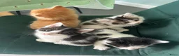 Siberian cats for sale:     Beautiful Siberian Cross Kittens - Advert 15