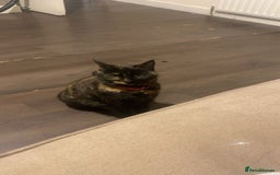British Shorthair cats for sale: Juno the Tortoiseshell 🫶🏽 - Image 2