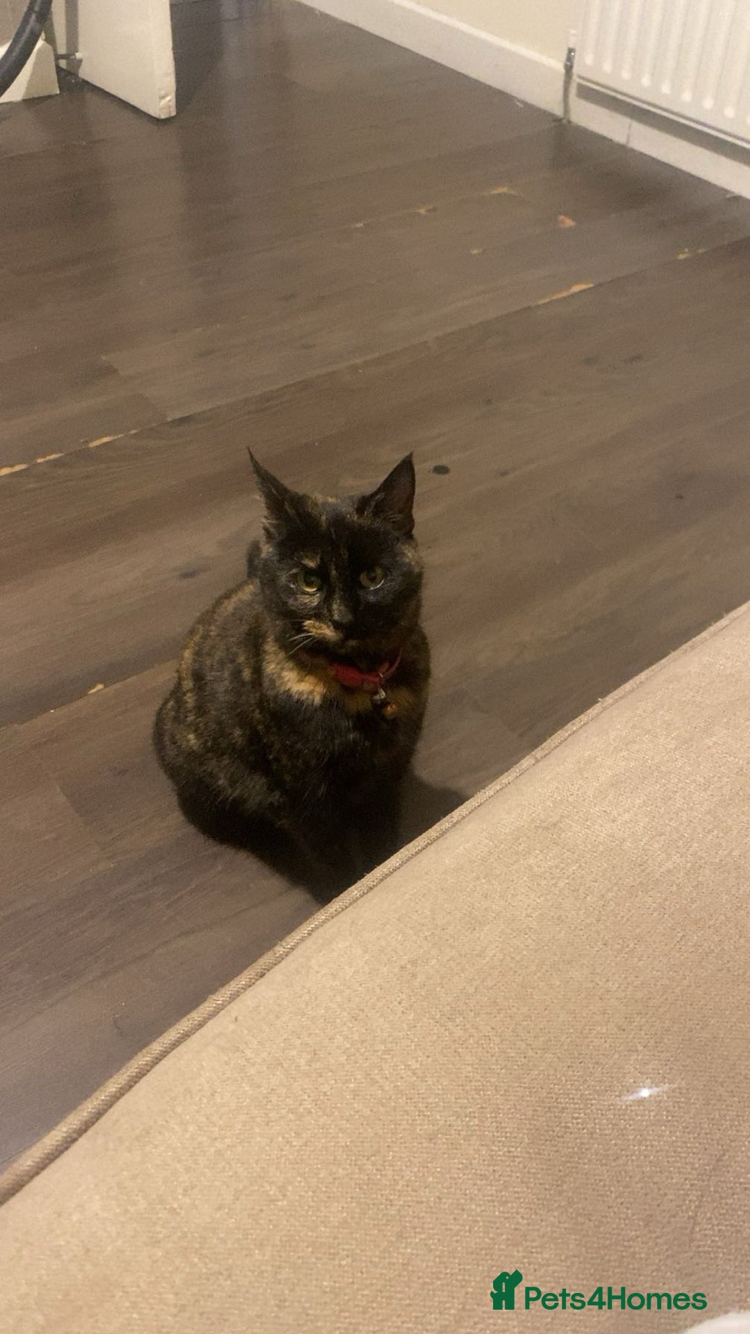 British Shorthair cats for sale: Juno the Tortoiseshell 🫶🏽 - Image 2