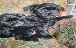 Mixed Breed dogs for sale: BUDDYBEAR - Image 8