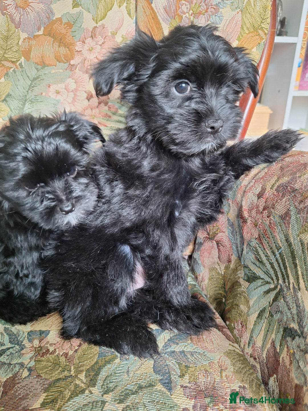 Mixed Breed dogs for sale: BUDDYBEAR - Image 8