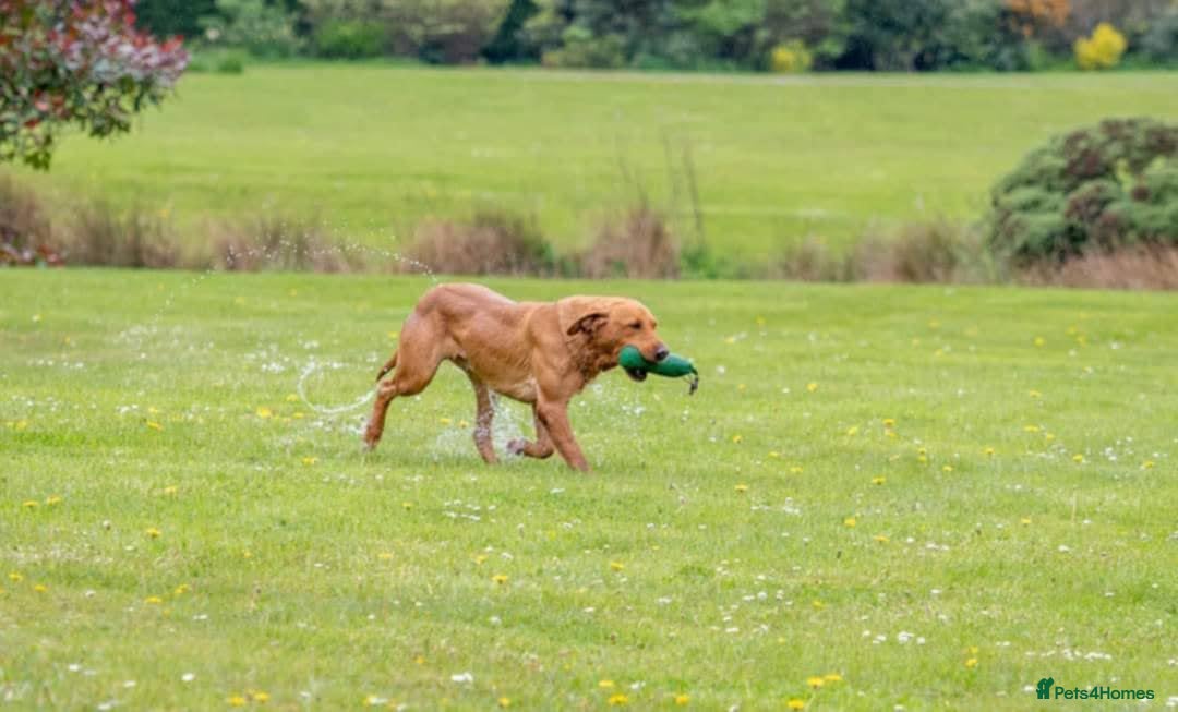 Labrador Retriever dogs for sale: KC Reg Fox red labrador litter of 6 dogs 4 bitches - Image 15