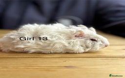 Guinea Pig rodents for sale: Various breeds of baby guinea pigs for sale - Image 11